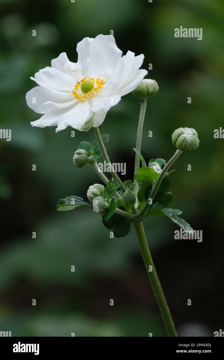 Anemone japonica tourbillon, anemone tourbillon japonais, vivace, fleurs blanches semi-doubles Banque D'Images