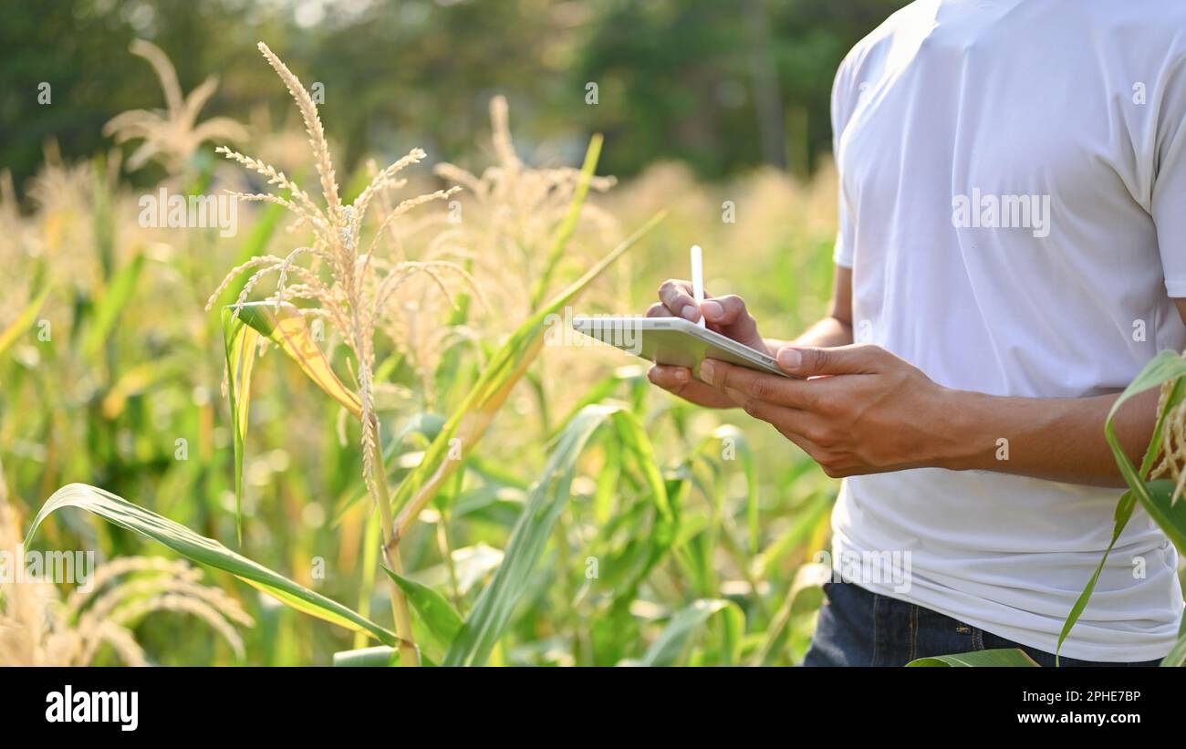 Image rognée d'un agriculteur ou propriétaire d'une ferme d'âge asiatique utilisant sa tablette numérique pour son système agricole intelligent, travaillant dans le champ de maïs. Banque D'Images