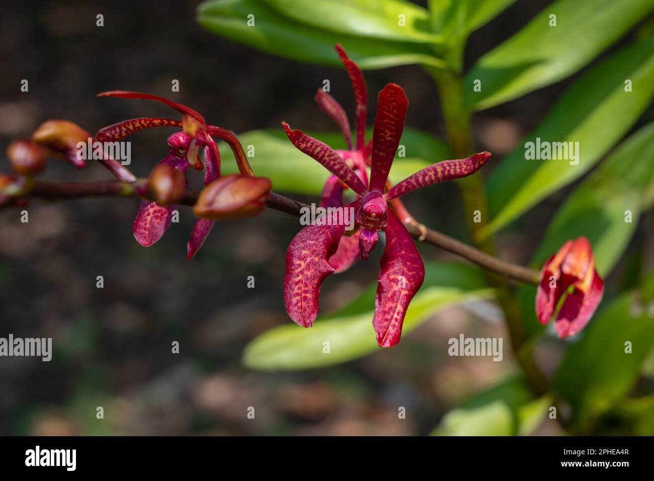 Gros plan de la fleur rouge foncé de l'espèce épiphytique d'orchidée tropicale renanthera coccinea fleurir à l'extérieur en plein soleil Banque D'Images