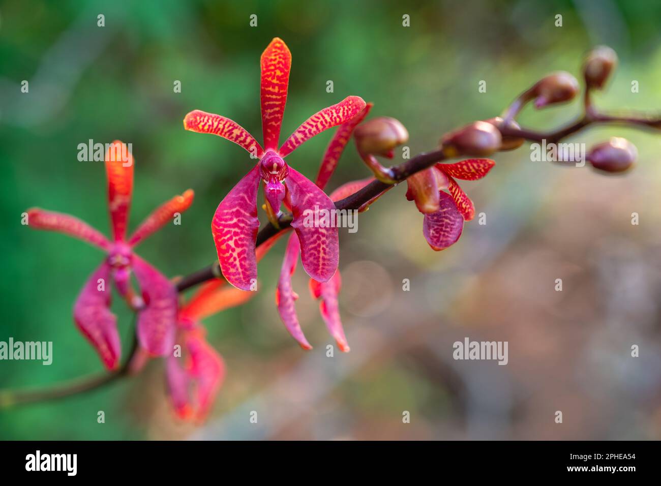 Gros plan sur les fleurs rouges et les bourgeons de l'espèce d'orchidée épiphytique tropicale renanthera coccinea qui fleurit à l'extérieur sur fond naturel Banque D'Images
