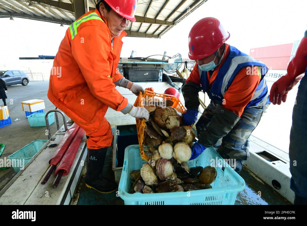 SUZHOU, CHINE - le 28 MARS 2023 - les travailleurs des quais trient les pétoncles vivants et les pétoncles arctiques importés de Hokkaido, au Japon, à la plate-forme de déchargement du T. Banque D'Images