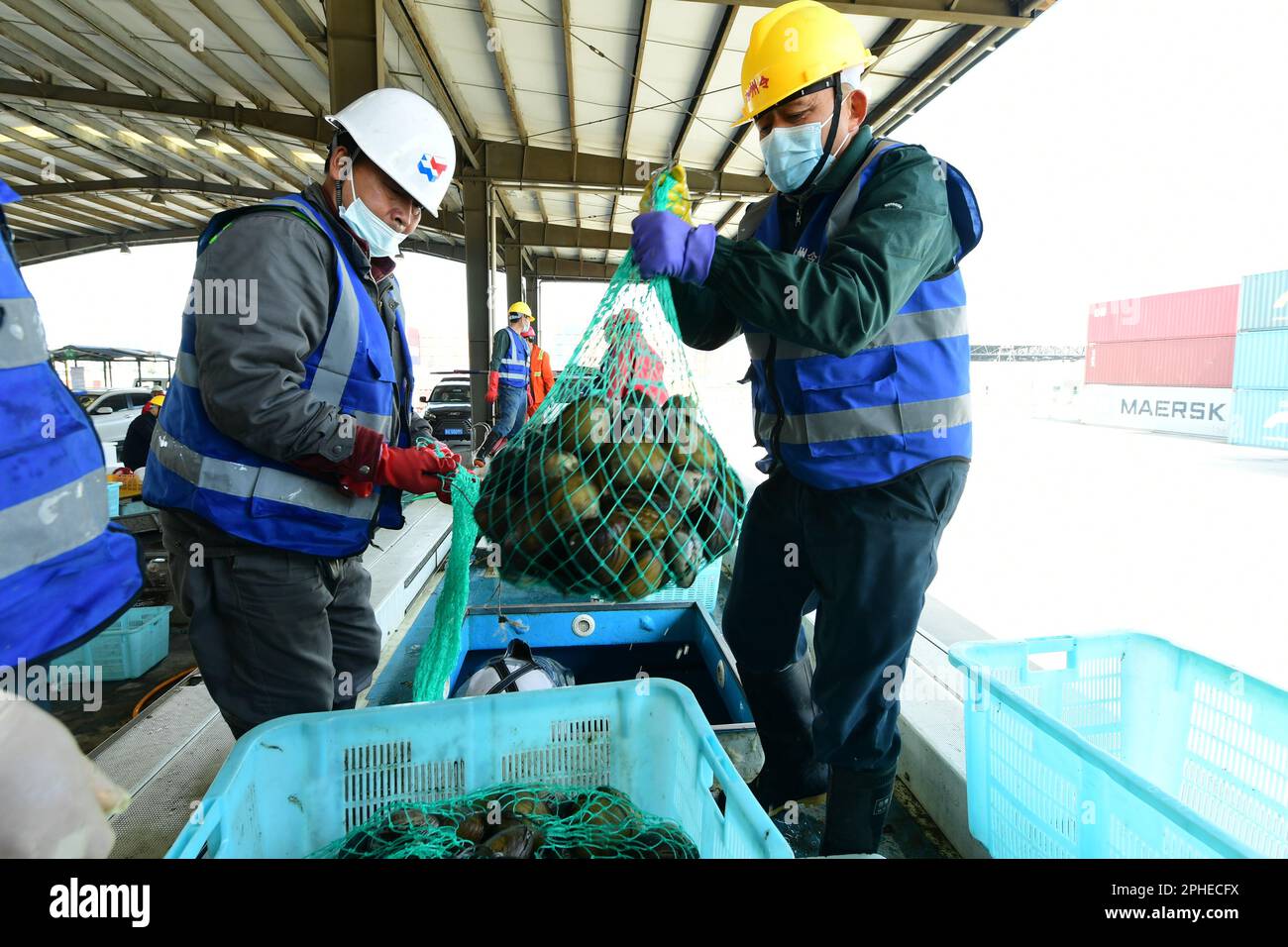 SUZHOU, CHINE - le 28 MARS 2023 - les travailleurs des quais trient les pétoncles vivants et les pétoncles arctiques importés de Hokkaido, au Japon, à la plate-forme de déchargement du T. Banque D'Images