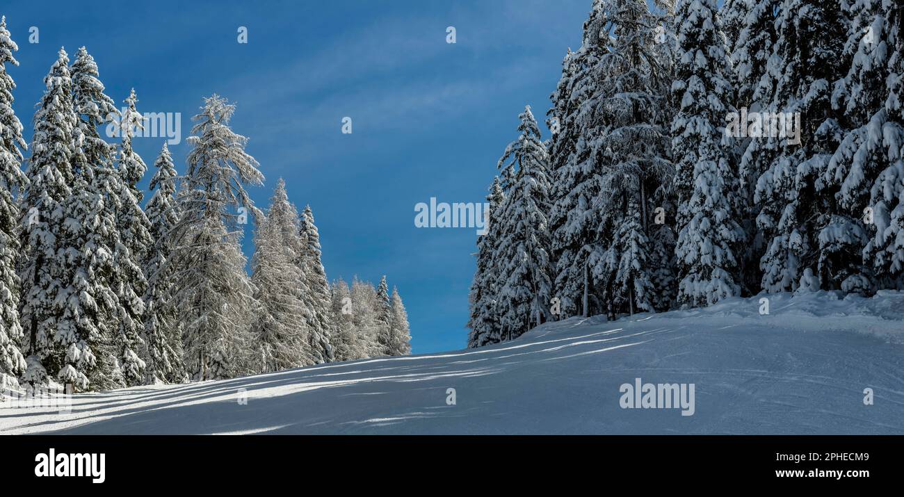 Pins avec neige fraîche, une piste bleue, une piste, la France, les Alpes Banque D'Images