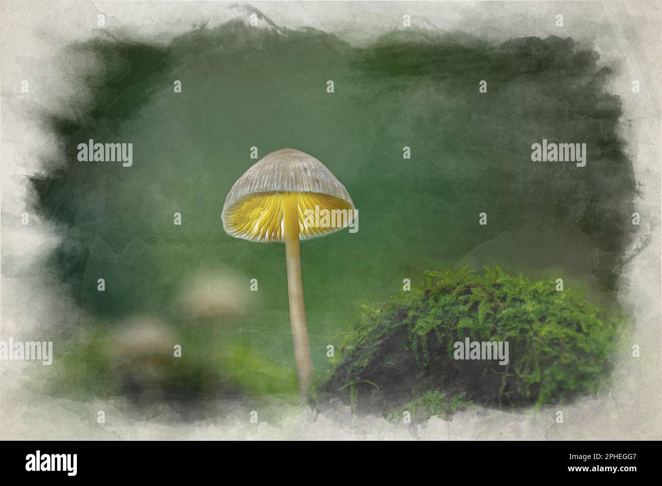 Une peinture numérique à l'aquarelle de champignons fantaisie dans un bois sombre et magique enchanté. Banque D'Images
