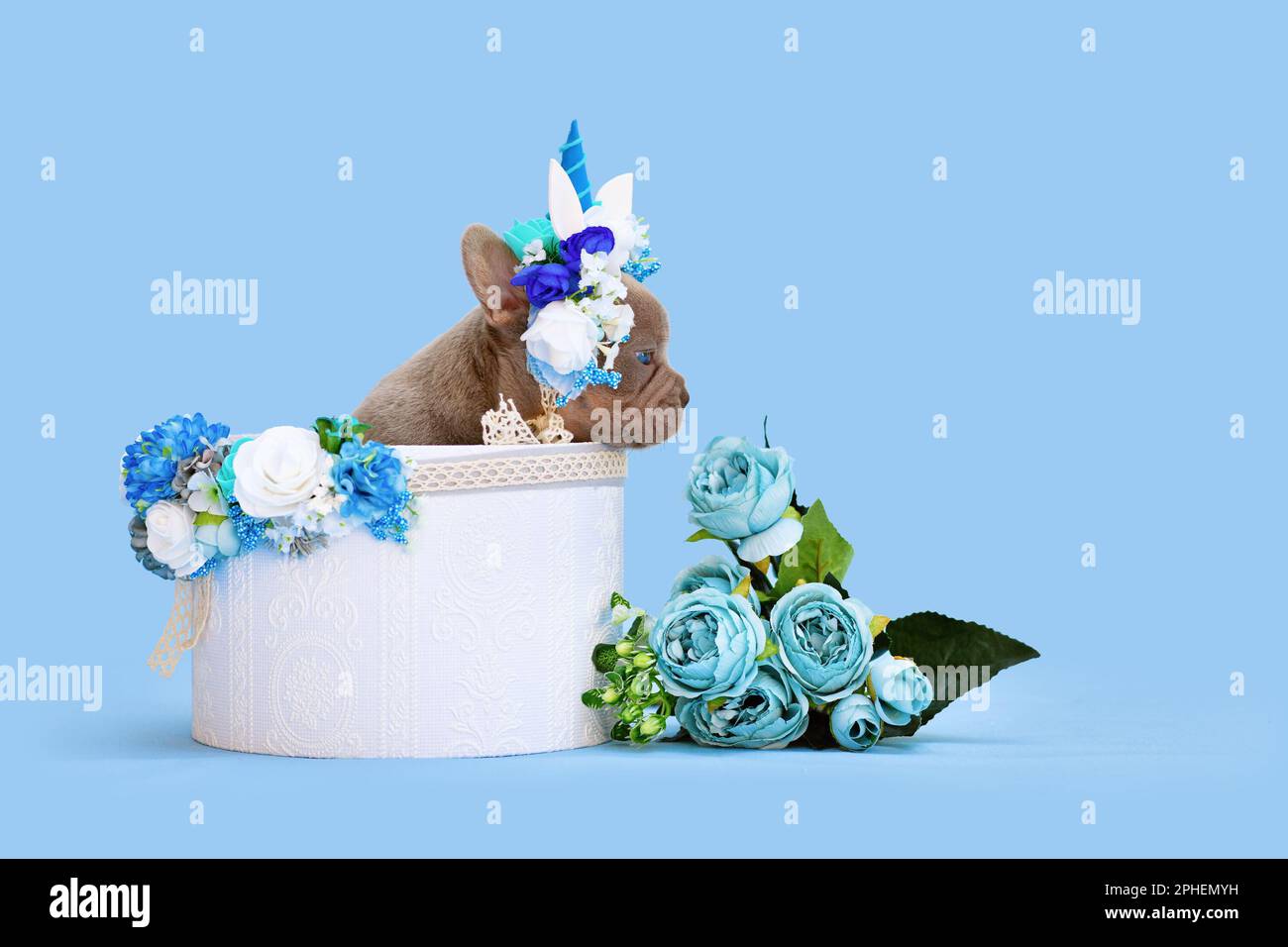 Adorable chien Bulldog français chiot avec bandeau unicorn avec corne de peeking hors de la boîte avec des fleurs sur fond bleu Banque D'Images