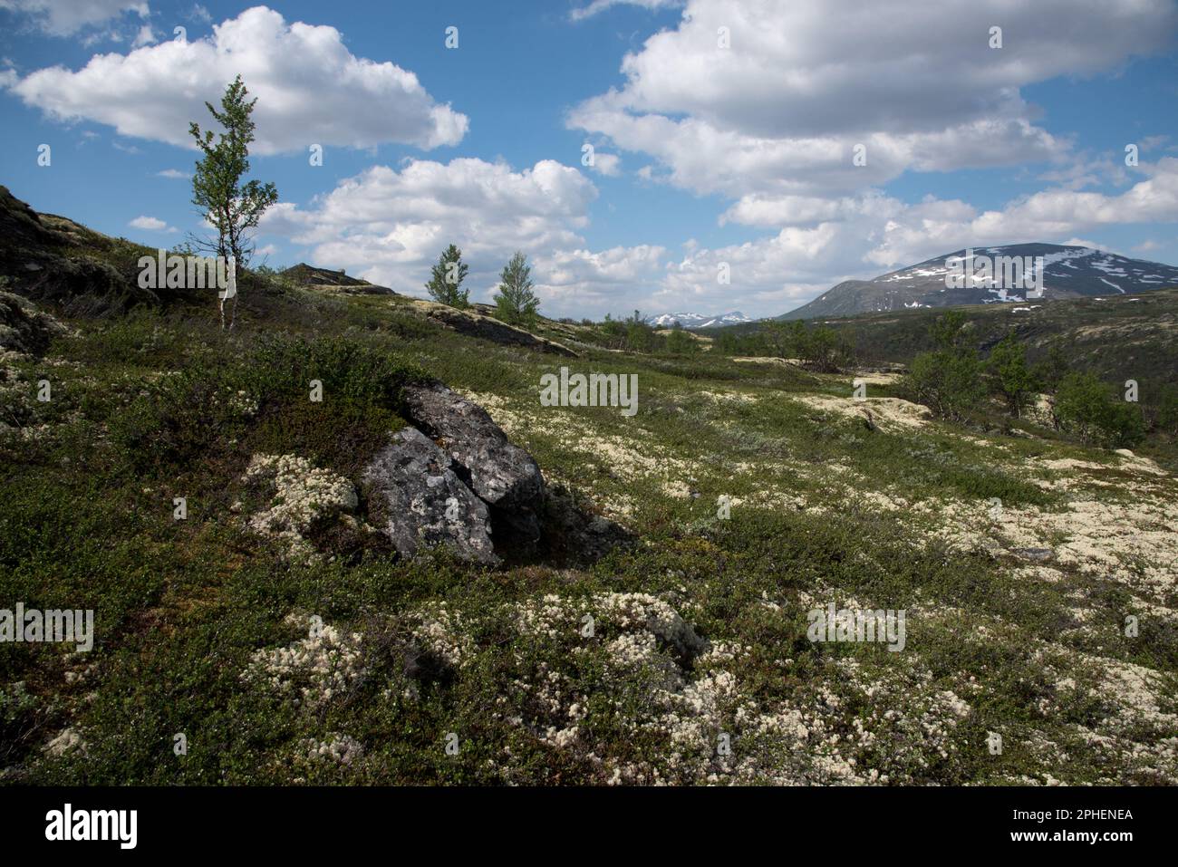 Lichen de tasse de renne sur Dovrefjell qui est une chaîne de montagnes et de hautes terres dans le centre de la Norvège. Banque D'Images