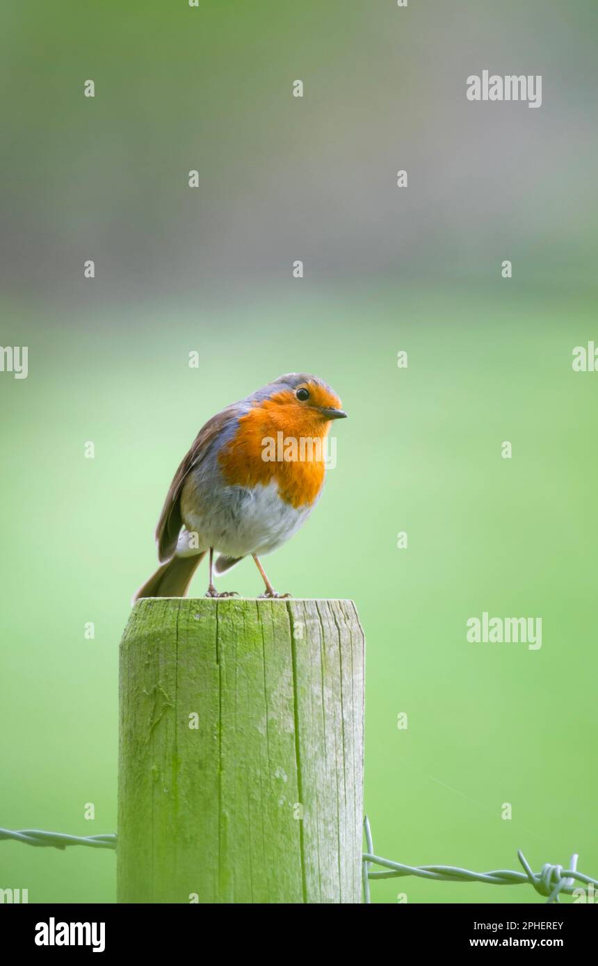 Un vol européen sur un fencepost Banque D'Images