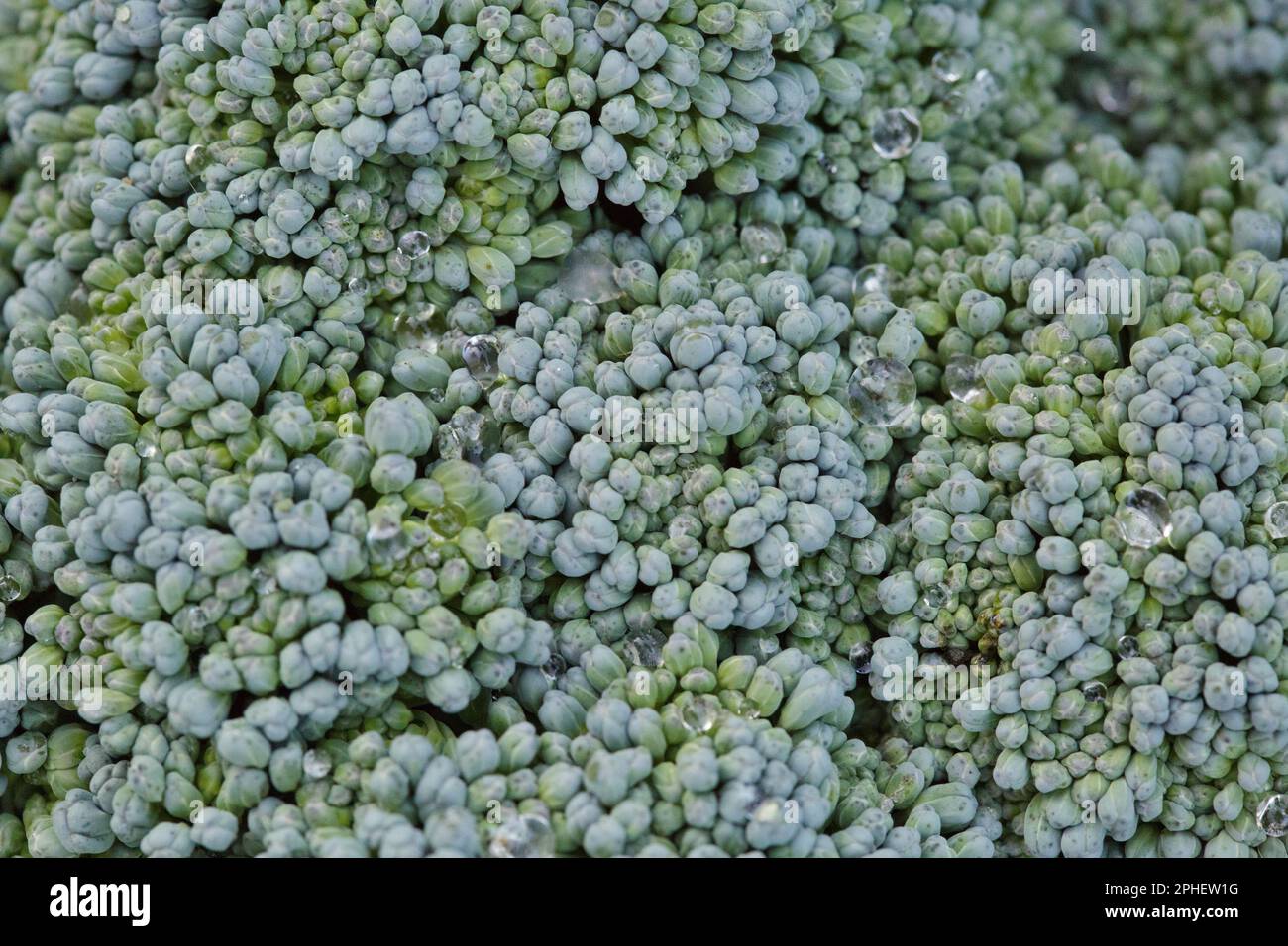 Gros plan sur le brocoli frais. Photo macro-brocoli Banque D'Images
