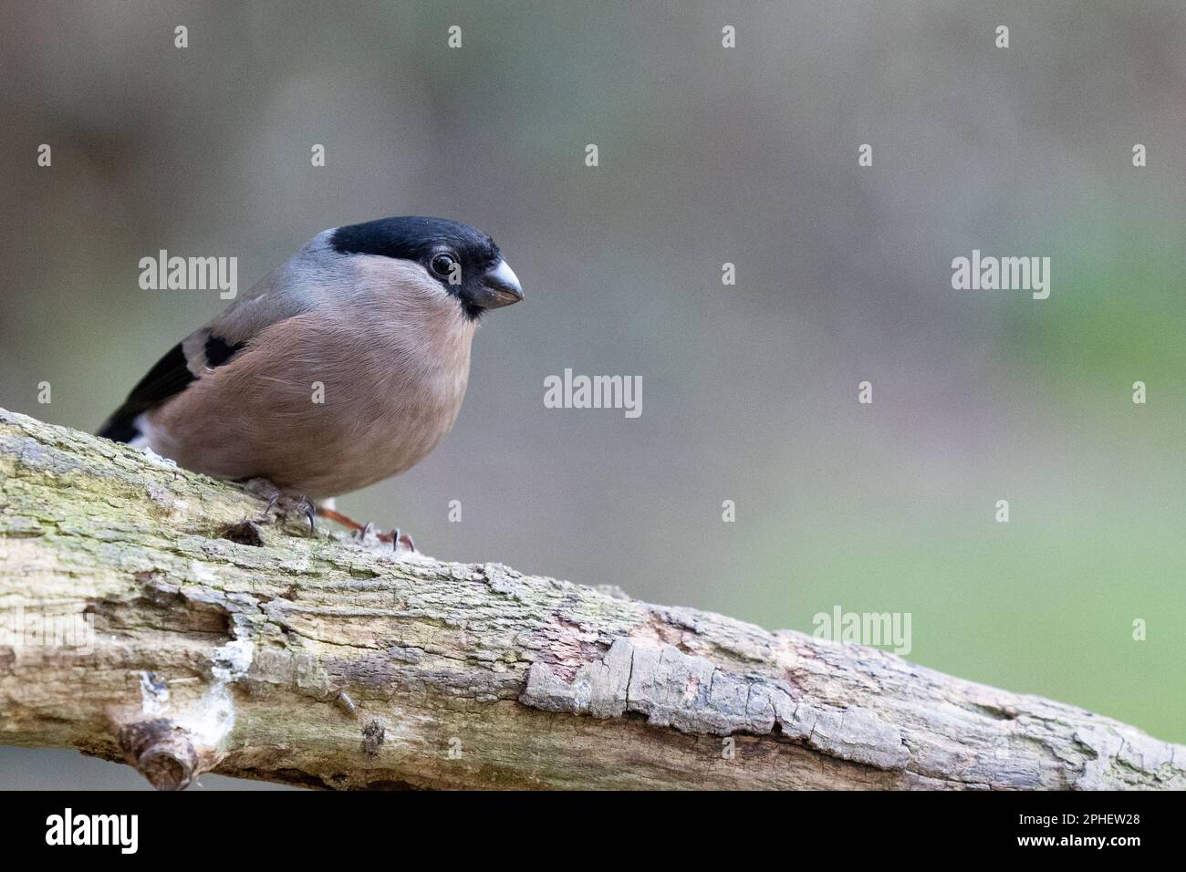 Femelle de Bullfinch eurasien (Pyrrhula pyrrhula) sur une branche épaisse - Yorkshire, Royaume-Uni (février 2023) Banque D'Images