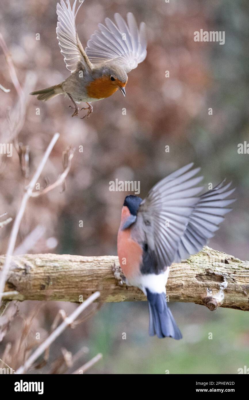 Photo d'action. Le Robin européen (erithacus rubecula) vole vers le bas vers un Bullfinch eurasien mâle (Pyrrhula pyrrhula) - Yorkshire, Royaume-Uni (février 2023) Banque D'Images
