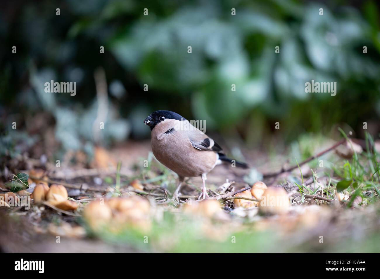 Femelle de Bullfinch eurasien (Pyrrhula pyrrhula) au sol sous une haie - Yorkshire, Royaume-Uni (mars 2023) Banque D'Images