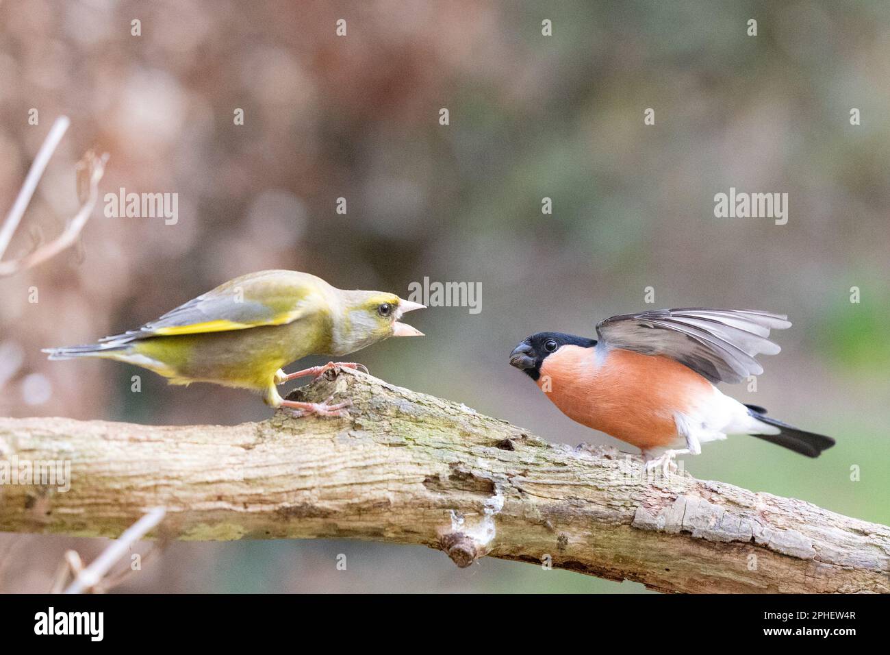 Le groenfinque mâle (Chloris chloris) se comporte de manière agressive envers le roenfinch eurasien mâle (Pyrrhula pyrrhula) - Yorkshire, Royaume-Uni (février 2023) Banque D'Images