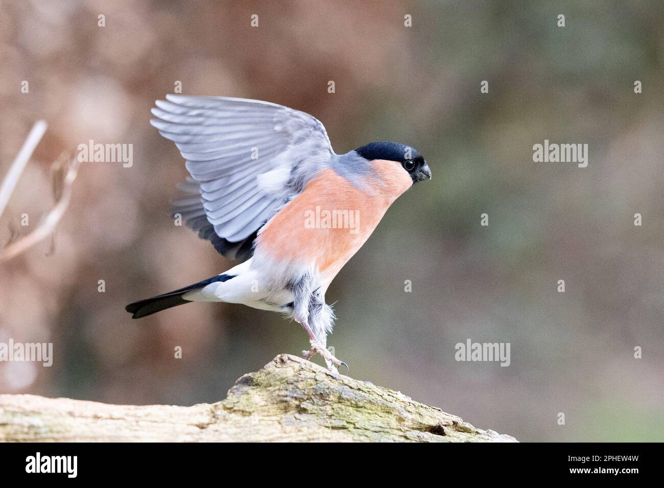 Un seul Bullfinch eurasien (Pyrrhula pyrrhula) avec ses ailes se répand en arrière comme il prend le vol d'une branche. Yorkshire, Royaume-Uni (février 2023) Banque D'Images