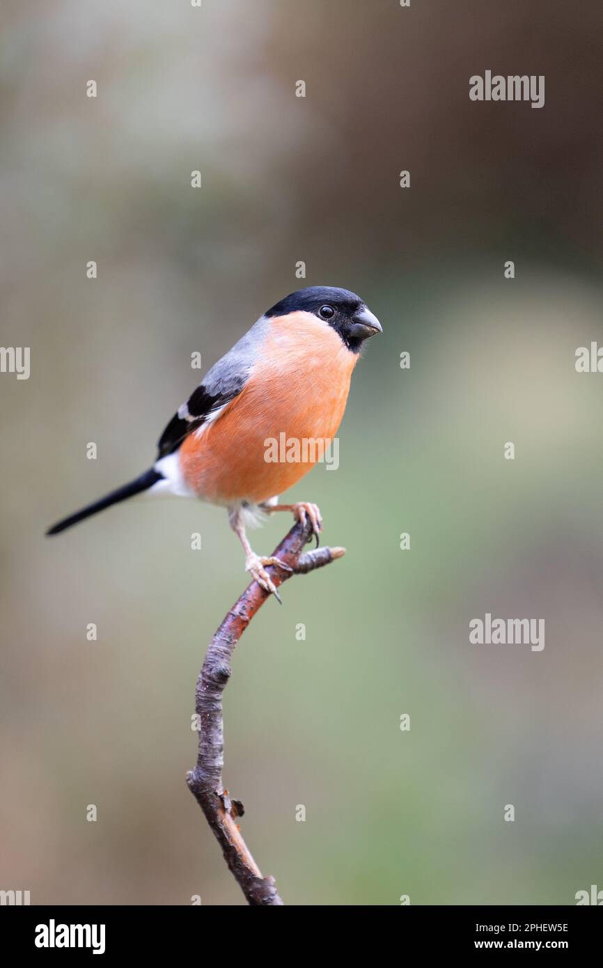 Le Bullfinch eurasien mâle (Pyrrhula pyrrhula) est perché avec élégance au sommet d'une branche. Yorkshire, Royaume-Uni (février 2023) Banque D'Images