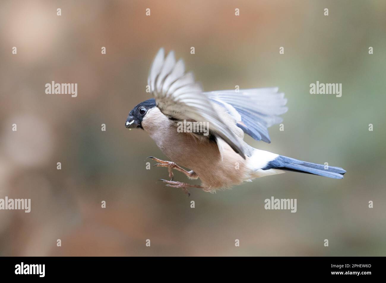 Femelle de Bullfinch eurasien (Pyrrhula pyrrhula) en vol terrestre - Yorkshire, Royaume-Uni (février 2023) Banque D'Images