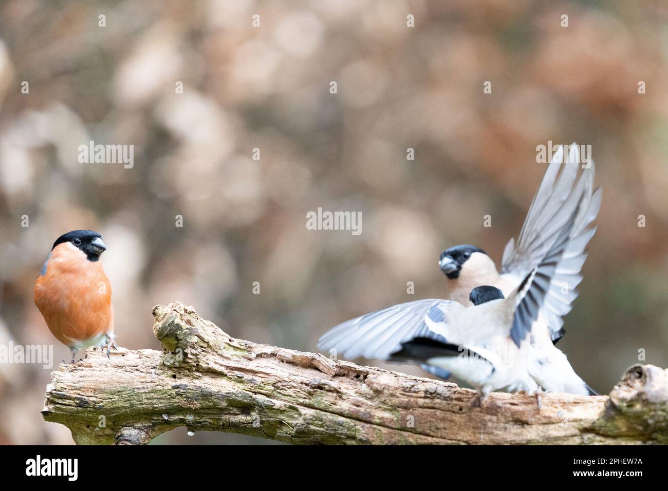 Le Bullfinch eurasien mâle (Pyrrhula pyrrhula) se penche en deux taureaux femelles (Pyrrhula pyrrhula) et combat - Yorkshire, Royaume-Uni (fév 2023) Banque D'Images