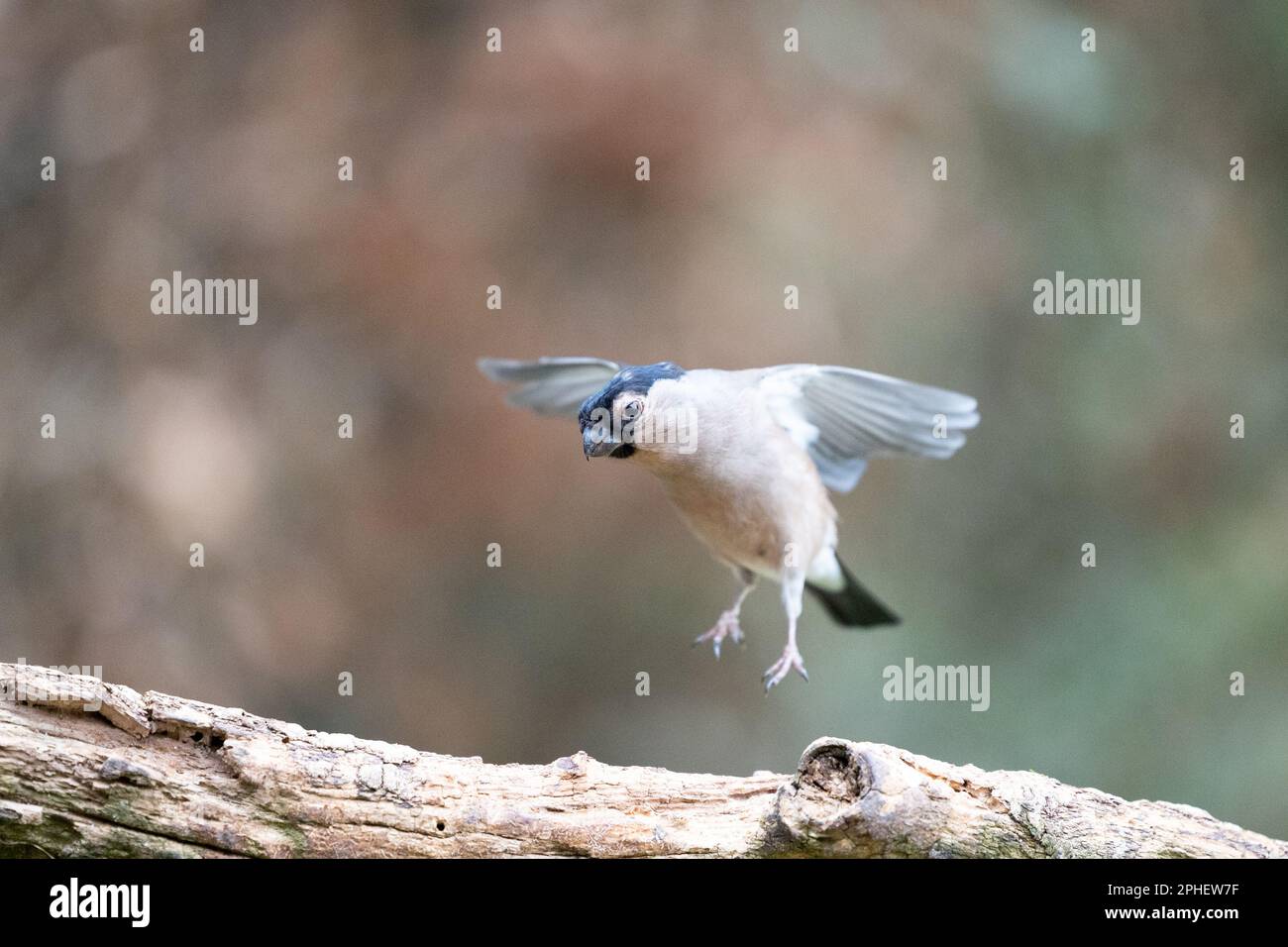 La femelle eurasiatique Bullfinch (Pyrrhula pyrrhula) saute de, et atterrit sur une branche - Yorkshire, Royaume-Uni (février 2023) Banque D'Images