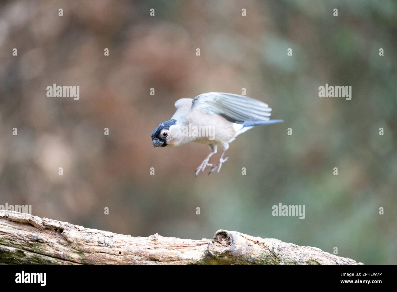 La femelle eurasiatique Bullfinch (Pyrrhula pyrrhula) saute de, et atterrit sur une branche - Yorkshire, Royaume-Uni (février 2023) Banque D'Images