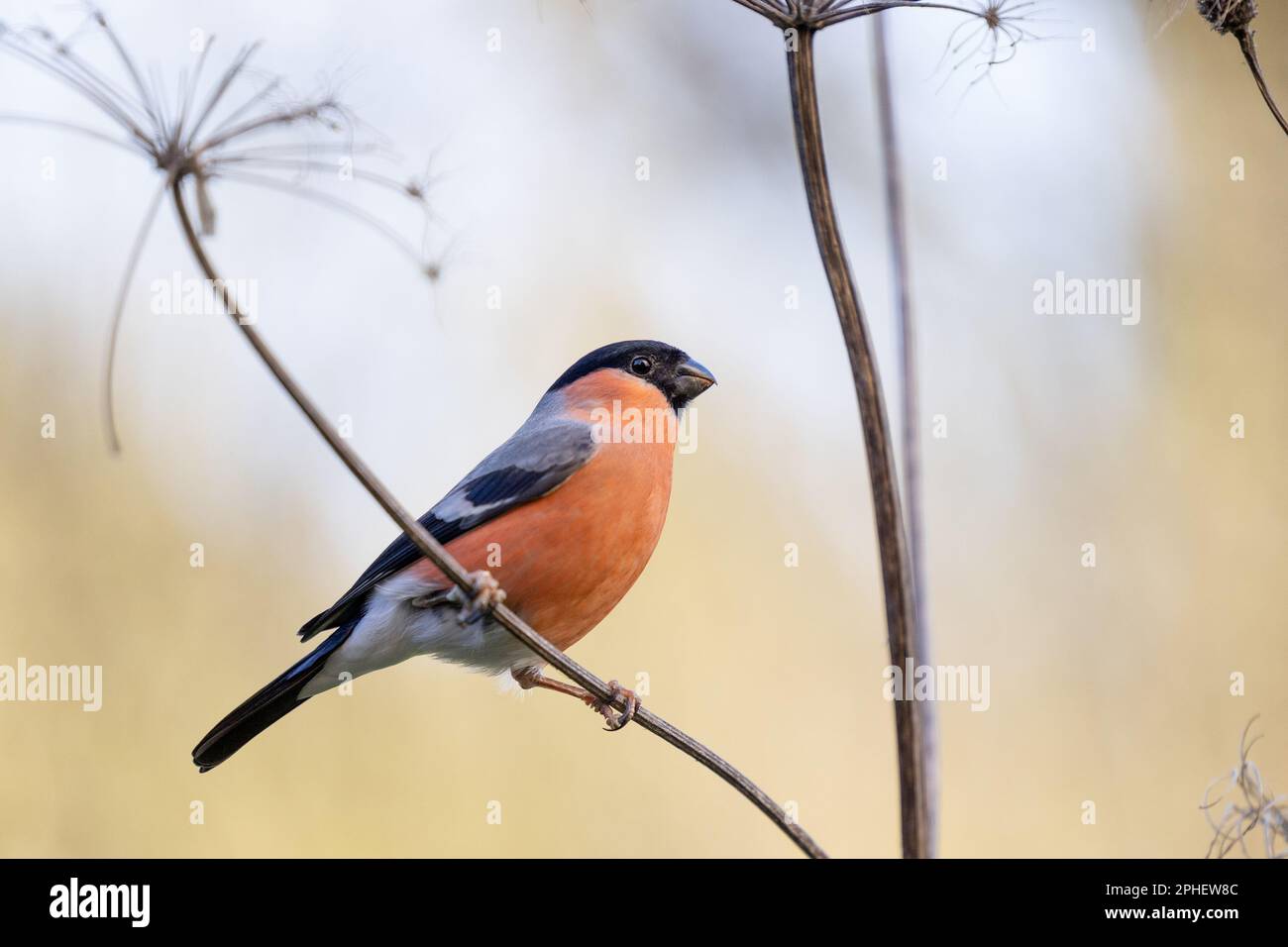 Perches mâles de Bullfinch eurasien (Pyrrhula pyrrhula) sur la branche mince de la tête de la dernière année, au début du printemps - Yorkshire, Royaume-Uni (mars 2023) Banque D'Images