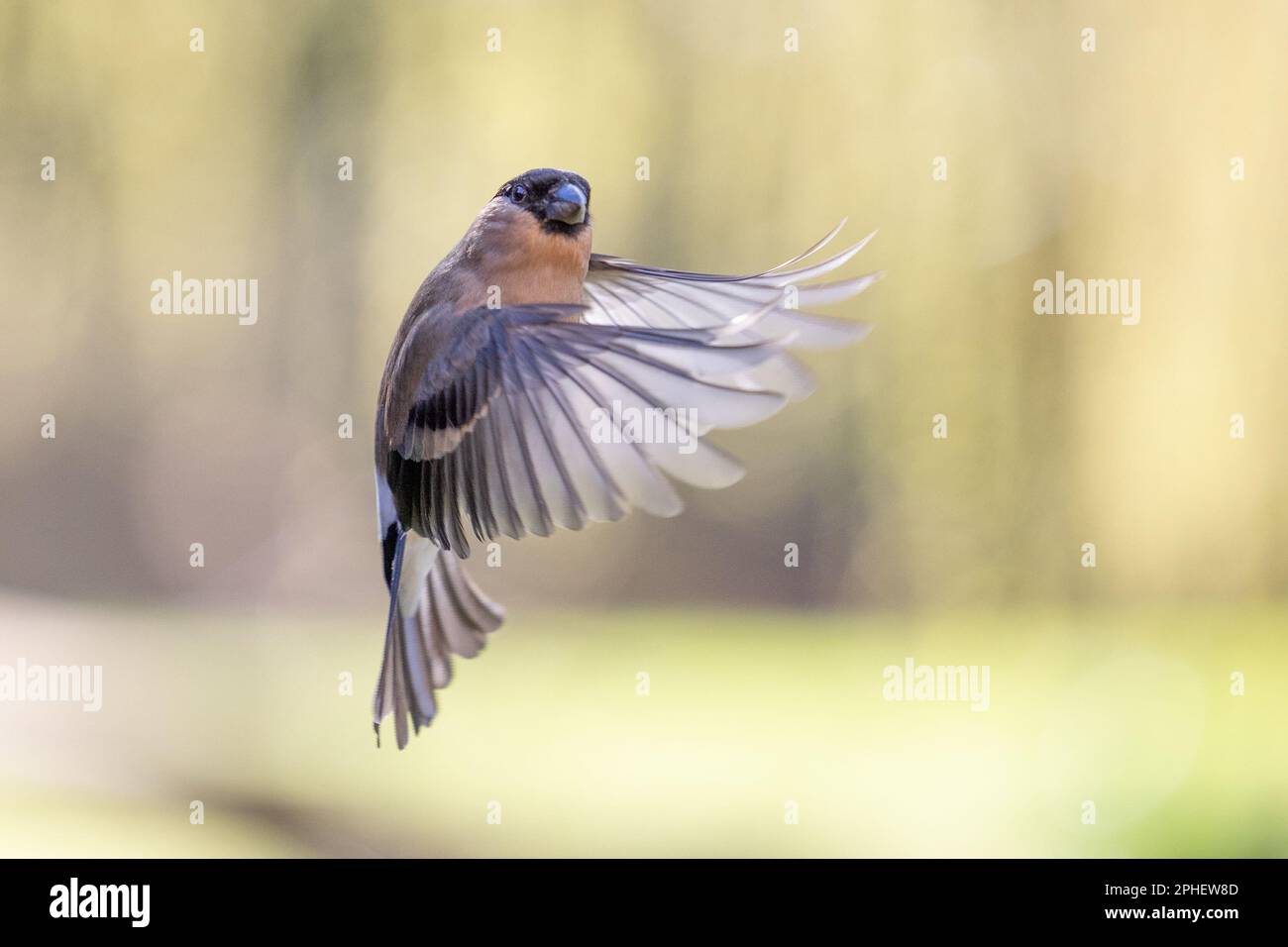 Femelle de Bullfinch eurasien (Pyrrhula pyrrhula) en vol, volant devant un saule - Yorkshire, Royaume-Uni (mars 2023) Banque D'Images
