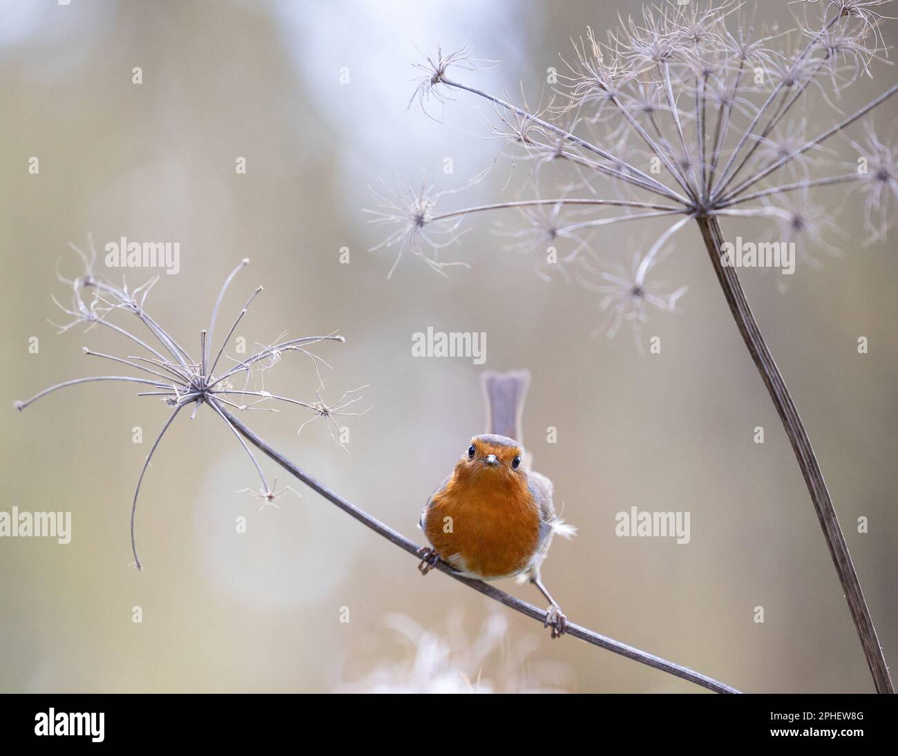 Le Robin européen (erithacus rubecula) perche sur la tige mince d'une tête de semis dans le Yorkshire (Royaume-Uni) (mars 2023) Banque D'Images