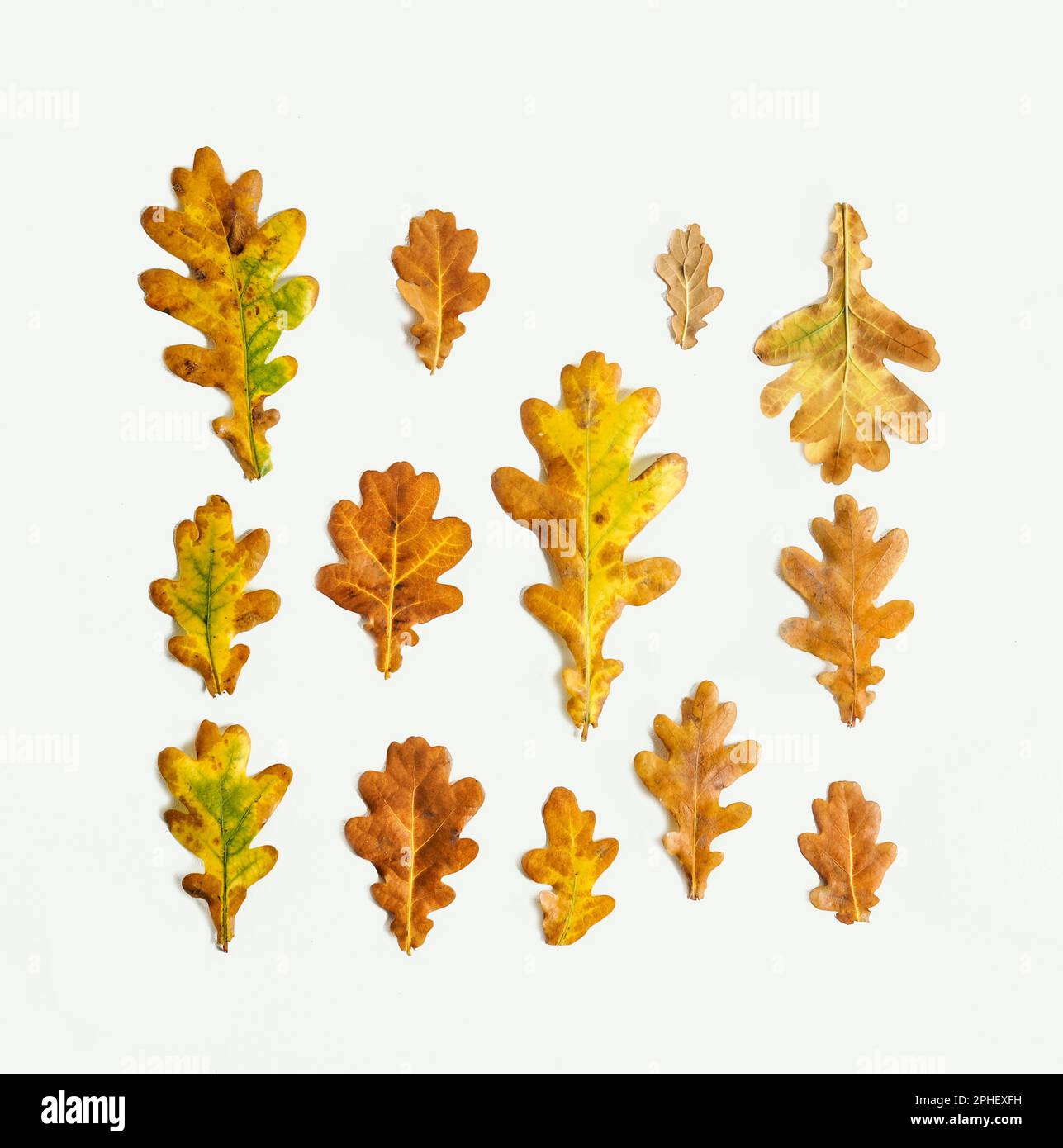 Motif feuilles de chêne d'automne sur fond blanc, vue du dessus Banque D'Images