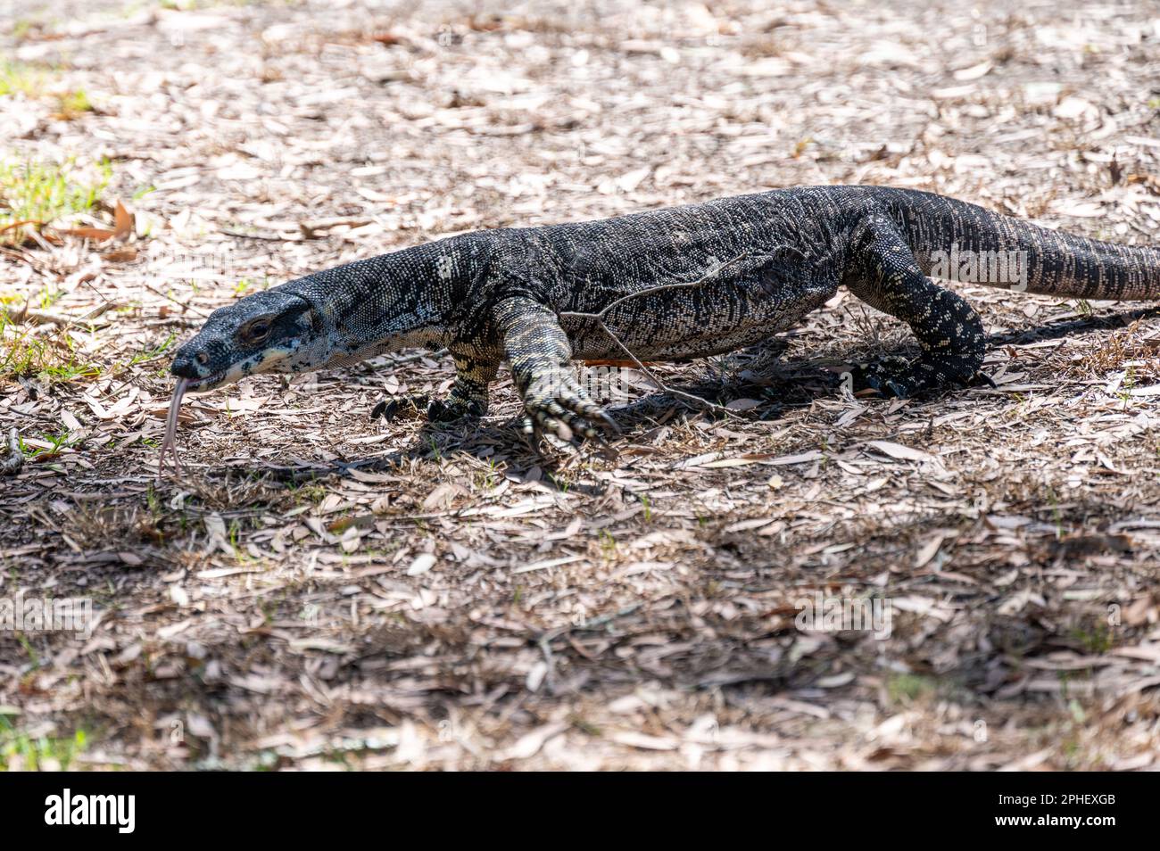 Un iguana se promène parmi les amateurs de pique-nique à Bobbin Head, dans le parc national de Kurant-Gai Chase, en Nouvelle-Galles du Sud, en Australie, où coule la rivière Hawkesbury Banque D'Images