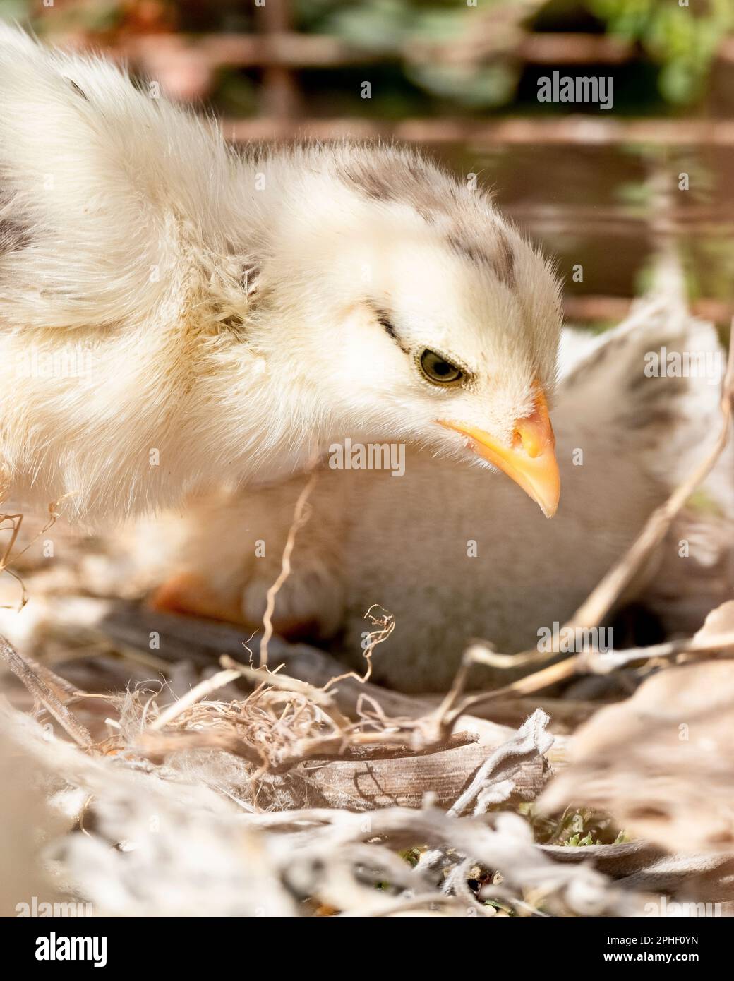 Petits poussins libres dans la ferme, oiseaux domestiques Banque D'Images