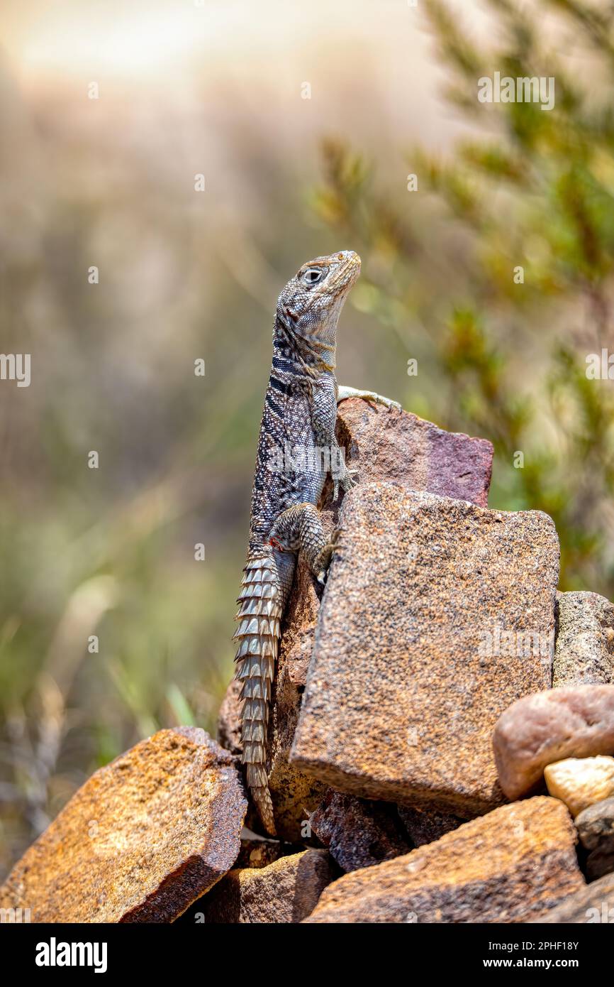 Oplurus cyclurus, également connu sous le nom de Madagascar SWIFT et de Madagascar SWIFT de Merrem, est une espèce de lézard de la famille des Opluridae. NAT. Isalo Banque D'Images