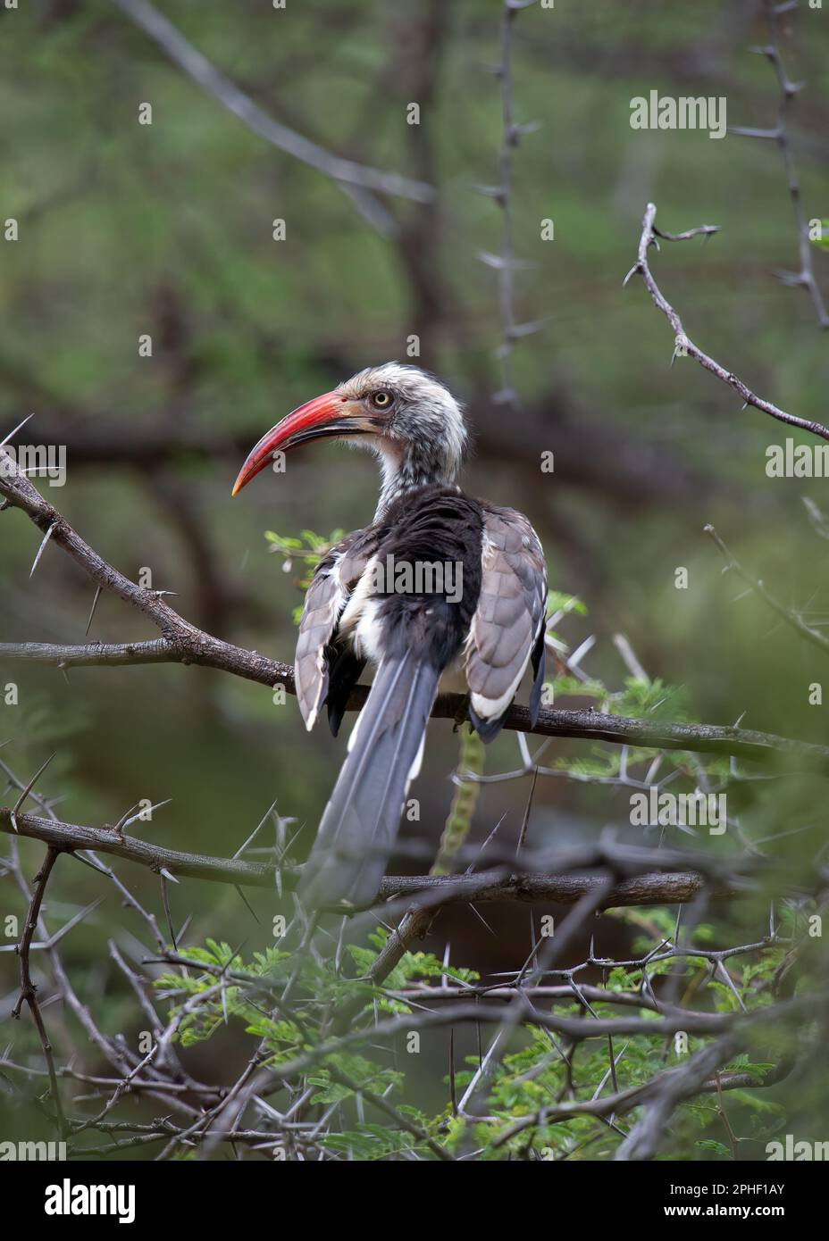 Hornbill à bec rouge ( Tockus erythrorhynchus) Parc national de Marakele, Afrique du Sud Banque D'Images