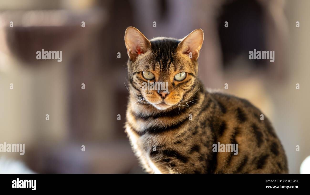 Un tabby brun et blanc chat domestique regarde la caméra avec une expression sérieuse Banque D'Images