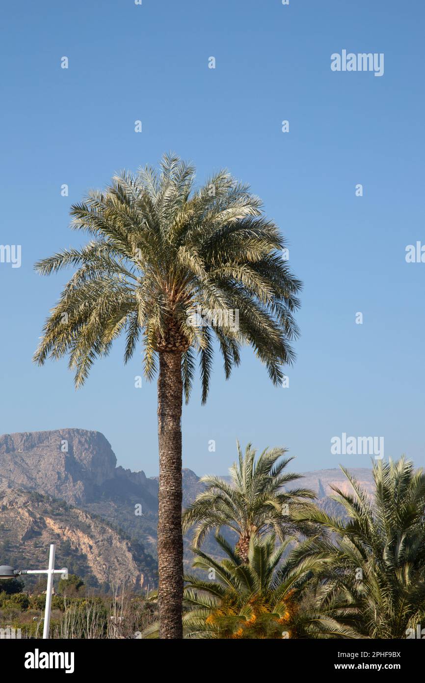 Palmier à Finestrat, Benidorm, Alicante, Espagne Banque D'Images