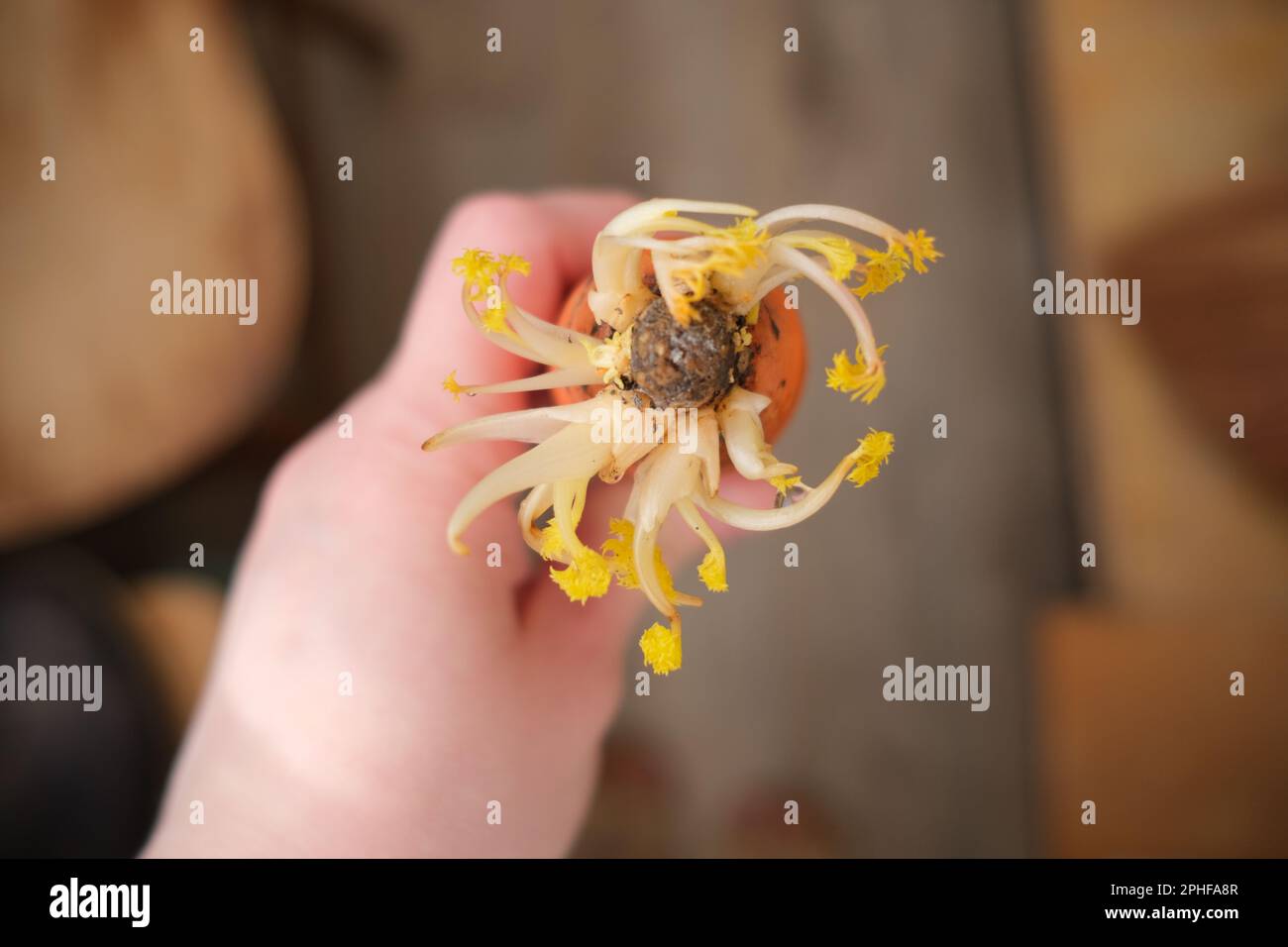 La couleur jaune est causée par le manque de photosynthèse et de troubles métaboliques, parce que les légumes étaient stockés dans une boîte fermée. Banque D'Images