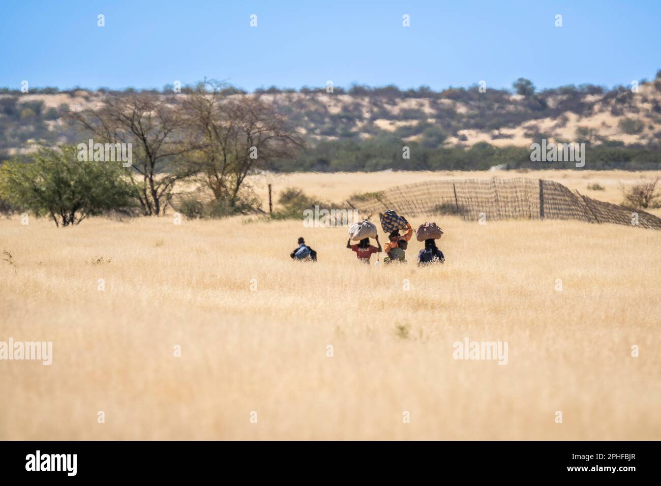 Les habitants africains, les femmes et les enfants, marchant dans des prairies sèches et élevées portant des articles sur leur tête. Namibie, Afrique Banque D'Images