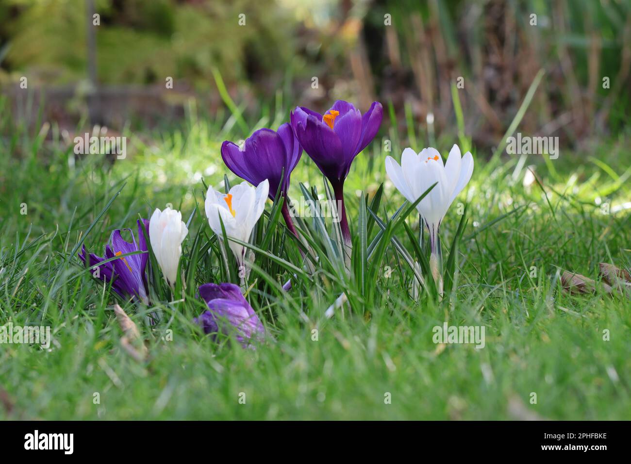 Gros plan de plusieurs beaux crocus de printemps violets, rayés et blancs dans une pelouse Banque D'Images
