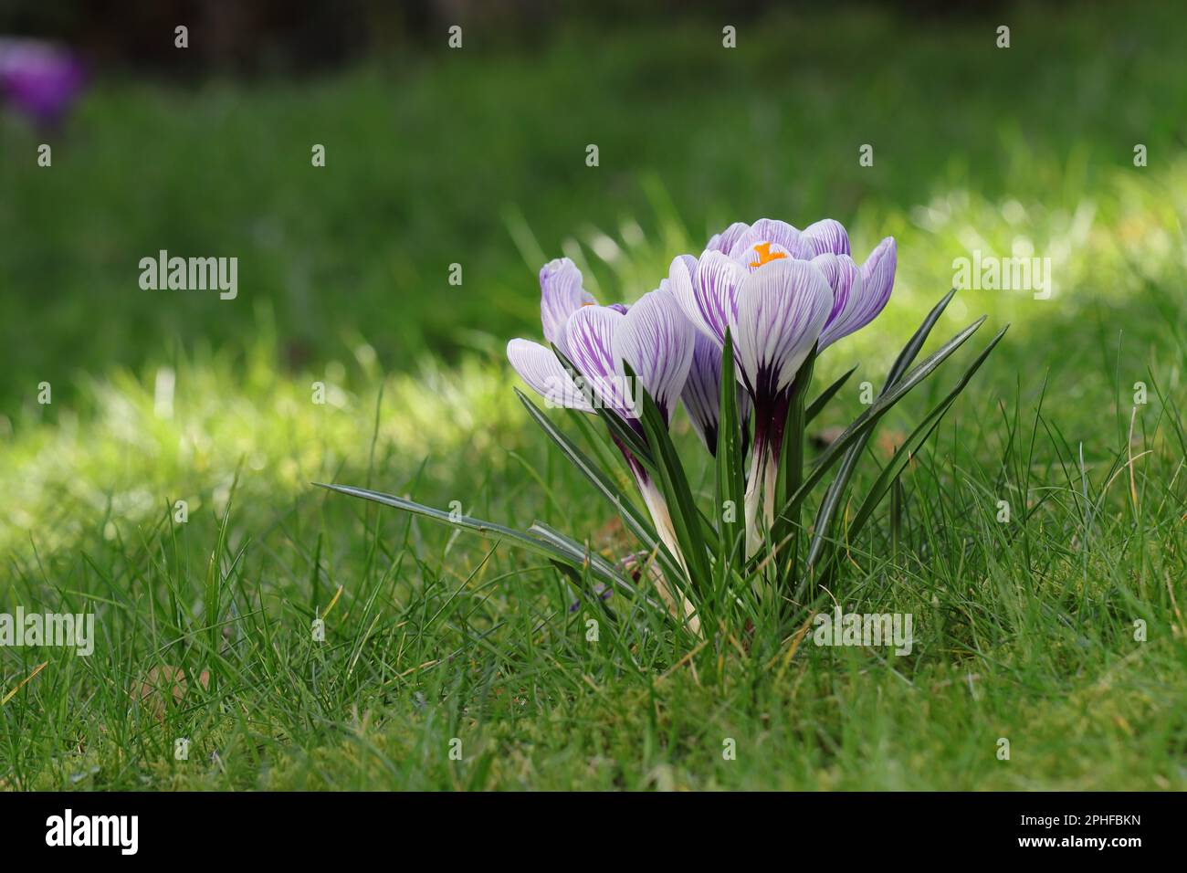 Gros plan de crocus à rayures violettes et blanches sur une pelouse, vue latérale Banque D'Images