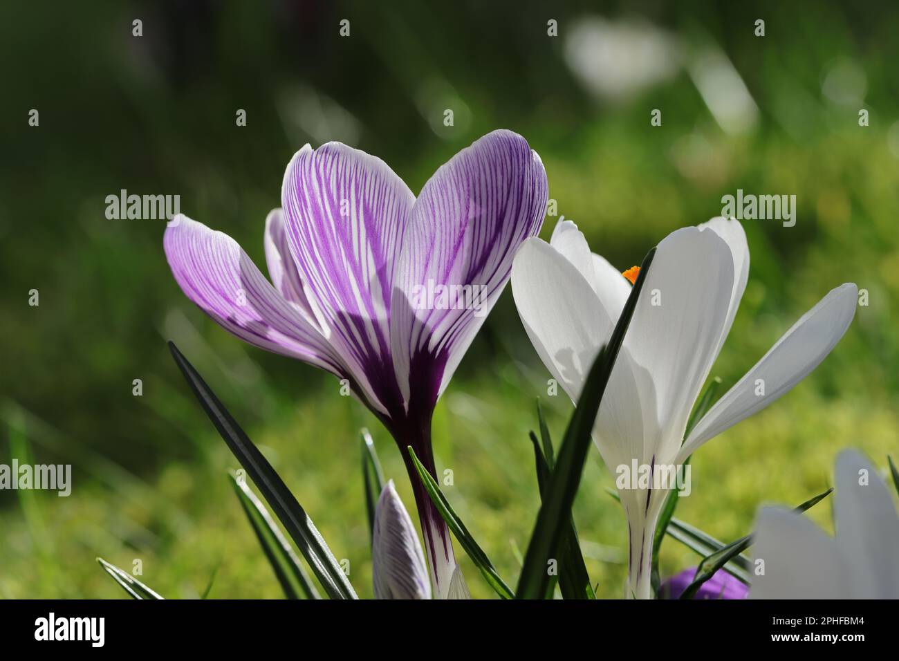 Gros plan de crocus de printemps blanc et violet à rayures sur une pelouse ensoleillée Banque D'Images