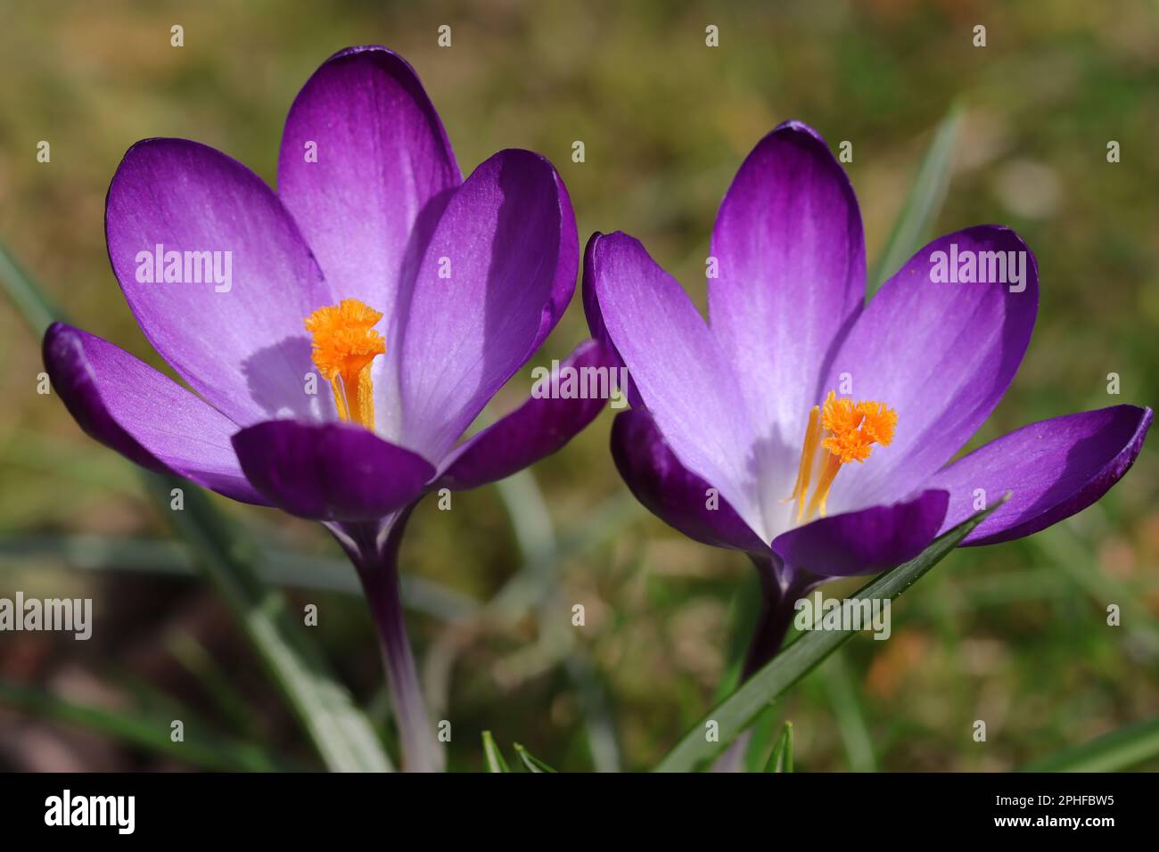 gros plan de deux fleurs de crocus violets Banque D'Images