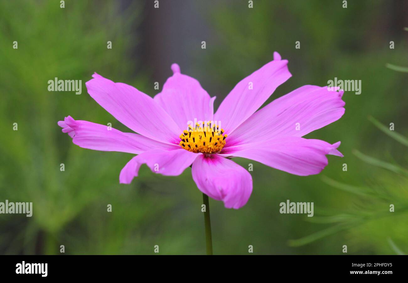 Un gros plan de la fleur de la « séparation » Cosmos bipinnatus Banque D'Images