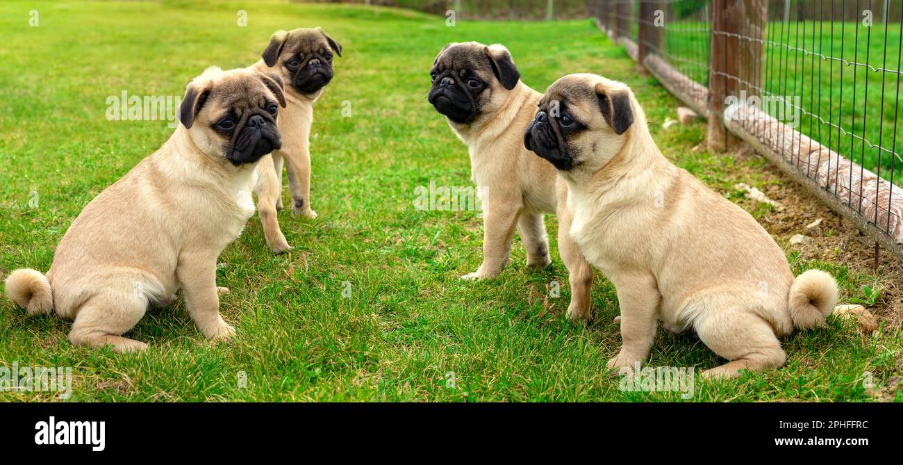 quatre petits mops mignons petits chiens chiots assis dans le jardin . Banque D'Images