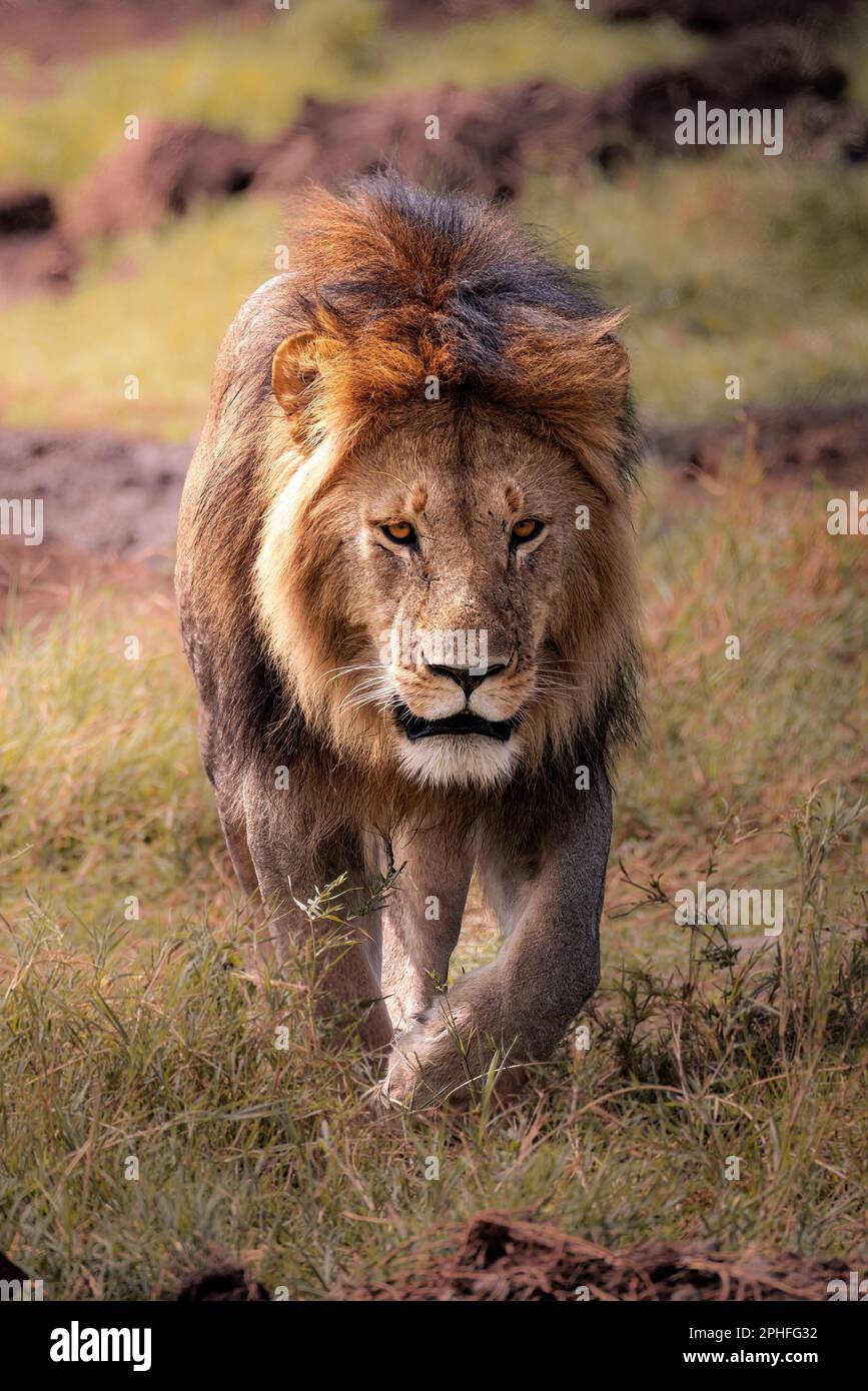 Gros plan d'un lion mâle sauvage majestueux avec une grande manne, simba, marchant dans la savane dans le parc national de Serengeti, Tanzanie, Afrique Banque D'Images