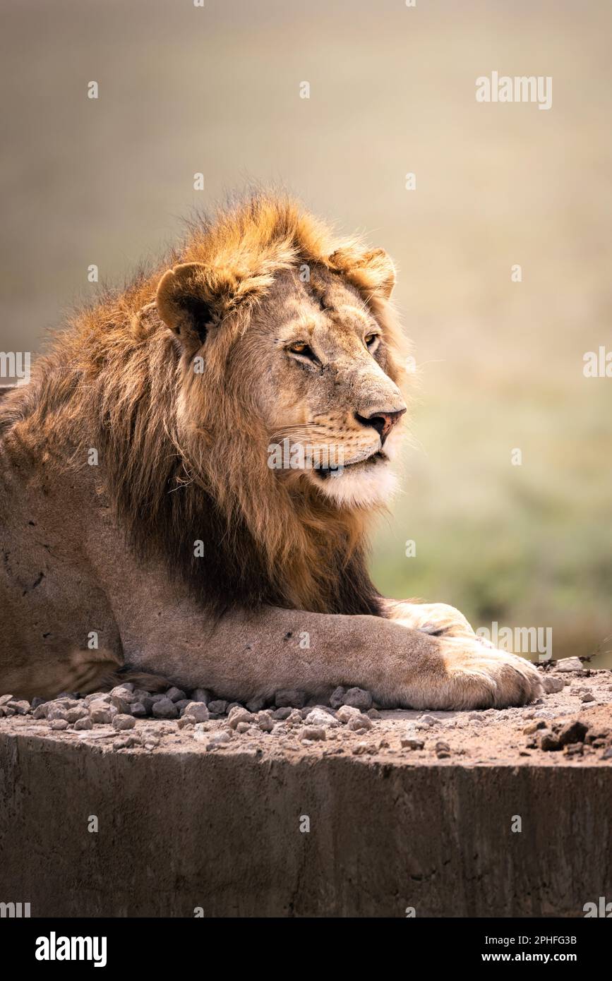 Gros plan d'un lion mâle sauvage majestueux avec une grande manne, simba, dans la savane du Parc national du Serengeti, Tanzanie, Afrique Banque D'Images
