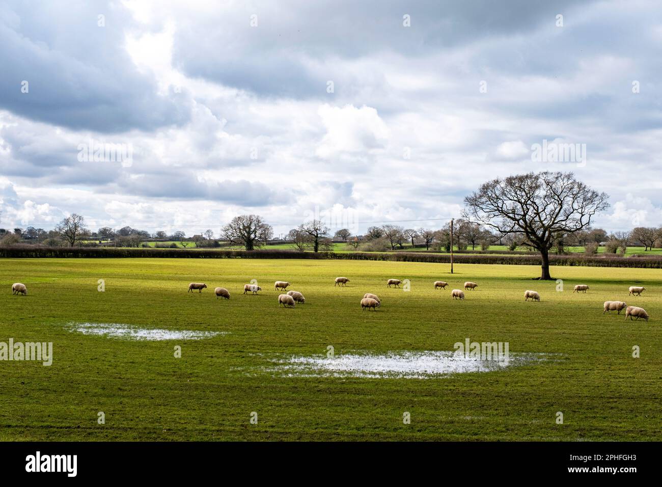 Moutons paître sur un champ de ferme inondé à Cheshire au Royaume-Uni Banque D'Images
