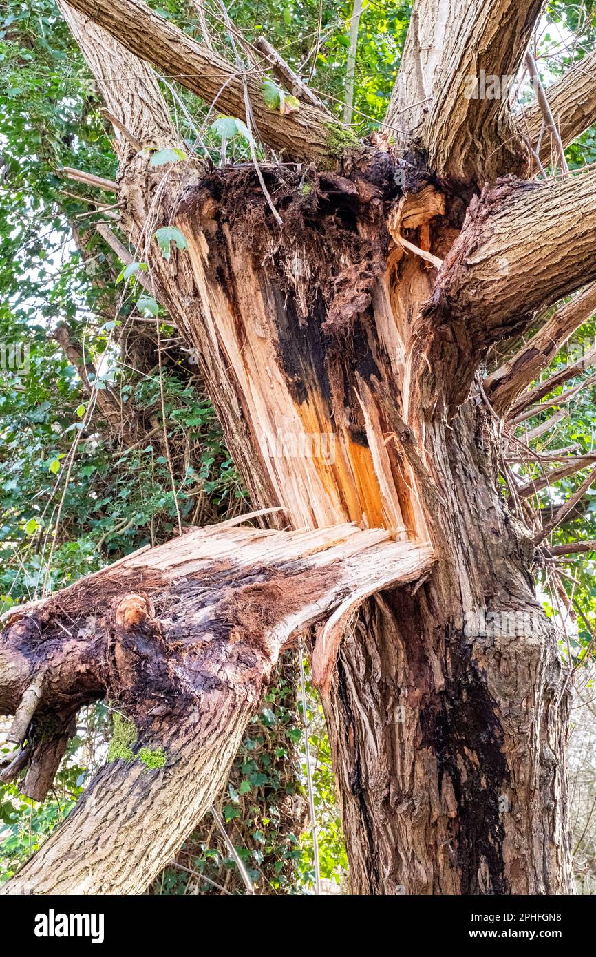 Arbre endommagé par la tempête Royaume-Uni Banque D'Images