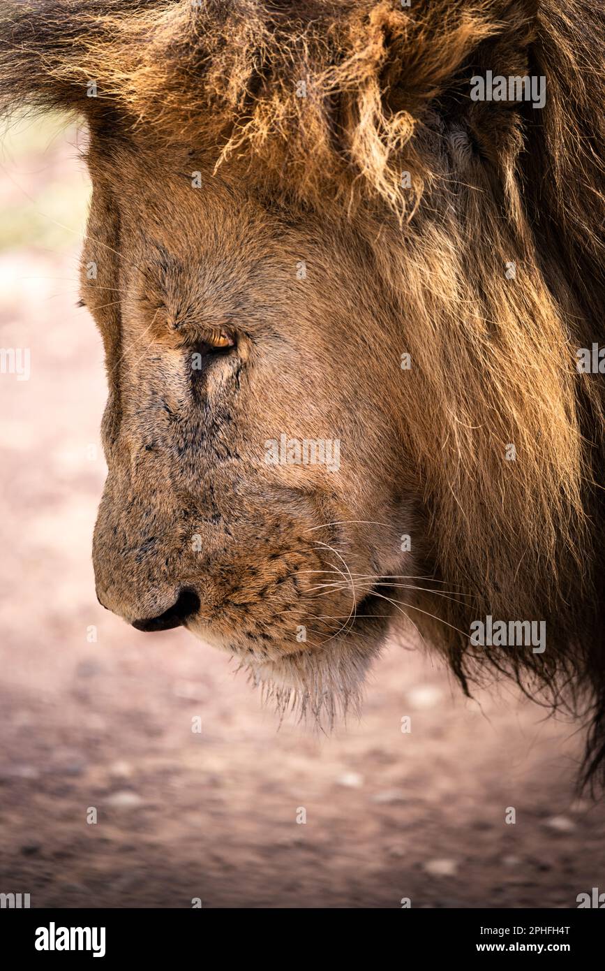 Gros plan d'un lion mâle sauvage majestueux avec une grande manne, simba, dans la savane du Parc national du Serengeti, Tanzanie, Afrique Banque D'Images