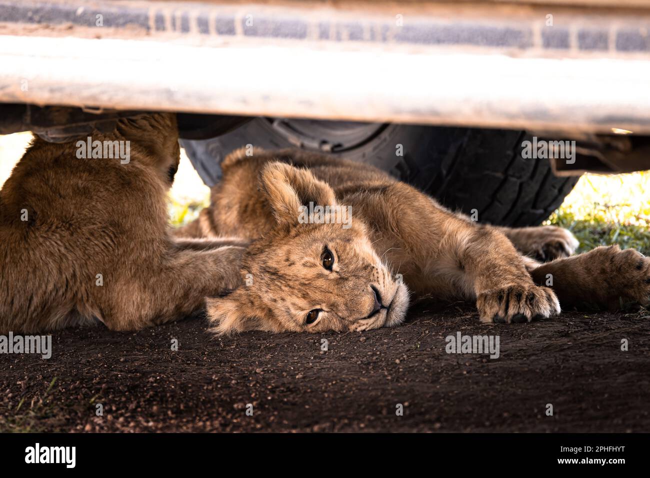 Animaux sauvages mignons de lion, simba, sous une jeep safari lors d'un trajet de jeu dans le parc national de Serengeti, Tanzanie, Afrique Banque D'Images