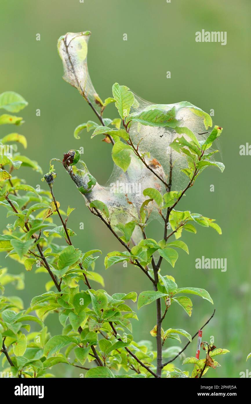Ermine Moth (Yponomeuta spp.) feuilles de sangle fabriquées par larve / chenilles sur le buisson noir planté à trois Hagges Wood Meadow, North Yorkshire, E Banque D'Images
