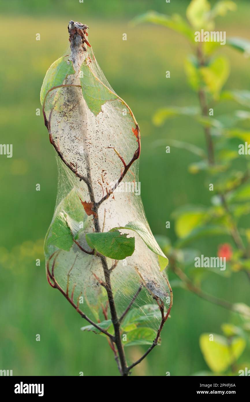 Ermine Moth (Yponomeuta spp.) feuilles de sangle fabriquées par larve / chenilles sur le buisson noir planté à trois Hagges Wood Meadow, North Yorkshire, E Banque D'Images