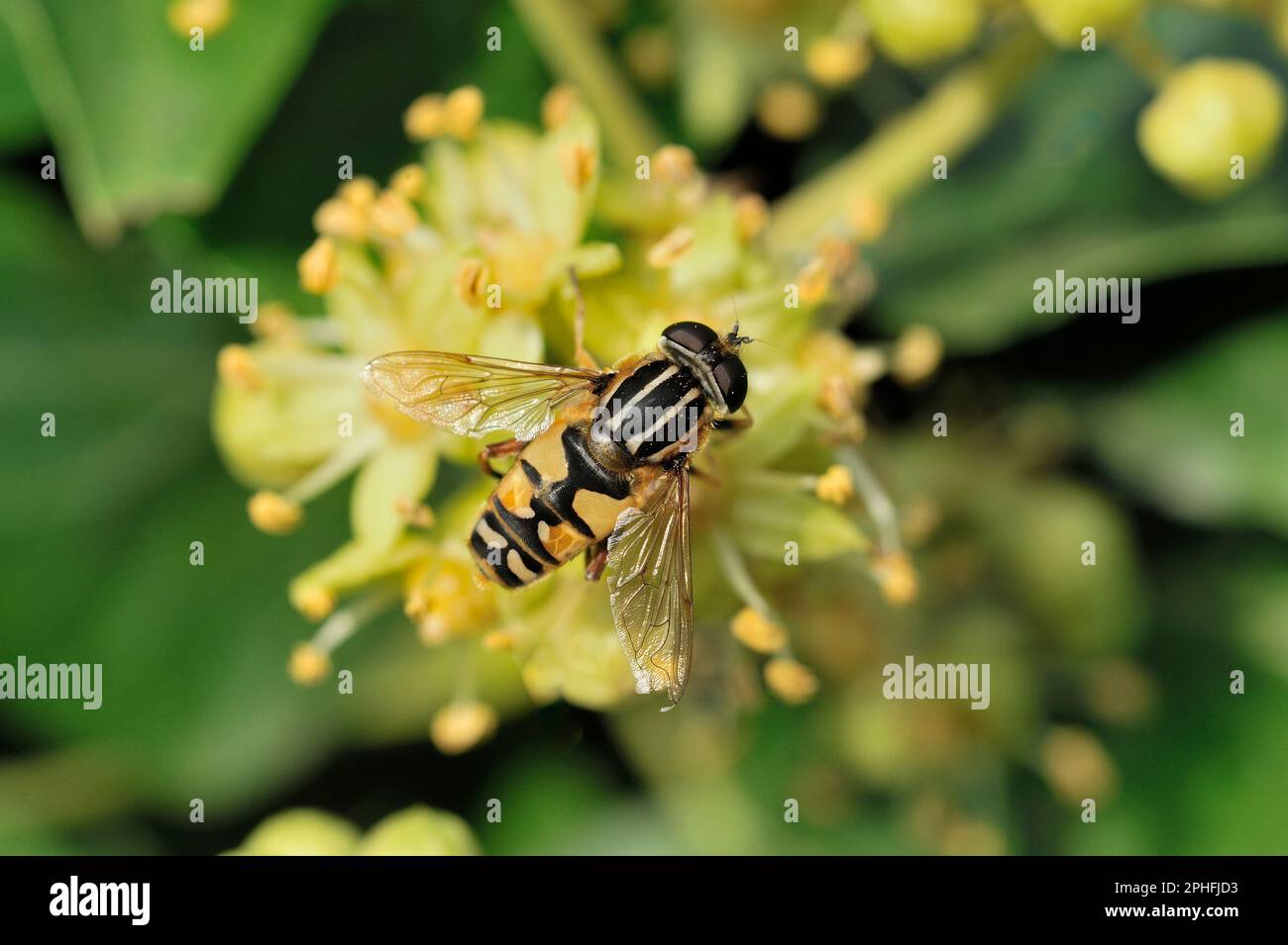 Le footballeur Hoverfly (pendule du Hellophilus) qui s'évertue sur la fleur de lierre (Hedera Helix) Berwickshire, Scottish Borders, Écosse, octobre 2009 Banque D'Images