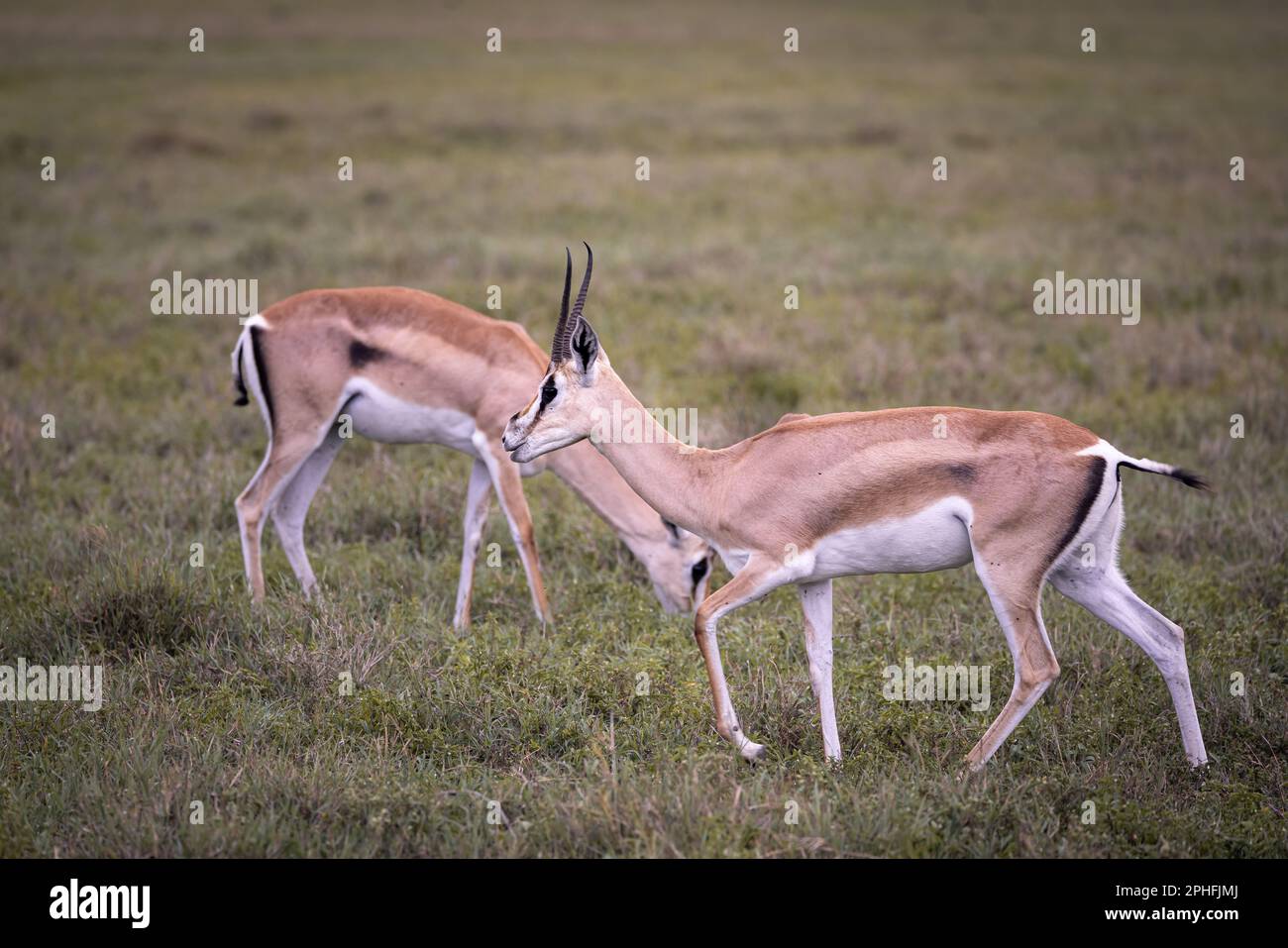 Une paire d'antilopes sauvages d'impala, rooibok, qui broutage dans la savane du Parc national du Serengeti, Tanzanie, Afrique Banque D'Images